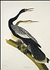 John James Audubon Canvas Paintings - Black Bellied Darter